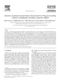 Genomic Organization and Promoter Characterization of the Gene Encoding a Putative Endoplasmic Reticulum Chaperone, Erp29