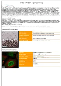 CPTC-TP53BP1-1 (CAB079980) Immunohistochemistry Immunofluorescence