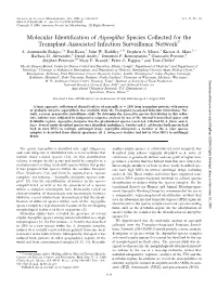 Molecular Identification of Aspergillus Species Collected for The