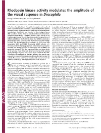 Rhodopsin Kinase Activity Modulates the Amplitude of the Visual Response in Drosophila