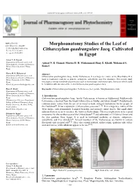 Morphoanatomy Studies of the Leaf of Citharexylum Quadrangulare Jacq. Cultivated in Egypt”, It Could Be Helpful in Authentication of the Leaf