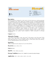 HSPA1L Antibody Order 021-34695924 Orders@Ab-Mart.Com Support 400-6123-828 50Ul Support1@Ab-Mart.Com 100 Ul √ √ Web
