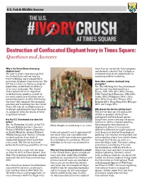 Destruction of Confiscated Elephant Ivory in Times Square: Questions and Answers