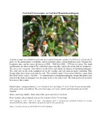 Curl-Leaf Cercocarpus Or Curl-Leaf Mountain-Mahogany