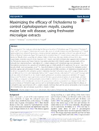Maximizing the Efficacy of Trichoderma to Control Cephalosporium Maydis, Causing Maize Late Wilt Disease, Using Freshwater Microalgae Extracts Ibrahim E