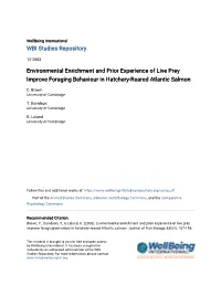 Environmental Enrichment and Prior Experience of Live Prey Improve Foraging Behaviour in Hatchery-Reared Atlantic Salmon