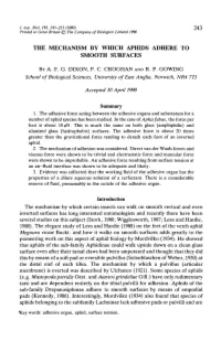 The Mechanism by Which Aphids Adhere to Smooth Surfaces
