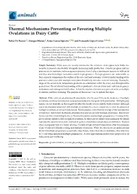 Thermal Mechanisms Preventing Or Favoring Multiple Ovulations in Dairy Cattle
