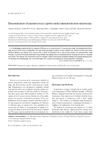 Demonstration of Pneumococcal Capsule Under Immunoelectron Microscopy