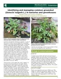 Identifying and Managing Common Groundsel (Senecio Vulgaris L.) In
