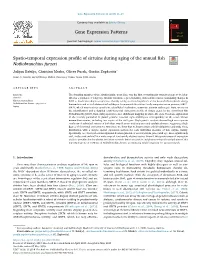Spatio-Temporal Expression Profile of Sirtuins During Aging of the Annual
