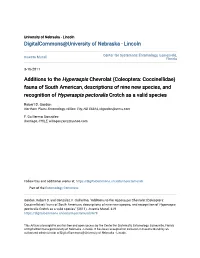 Additions to the &lt;I&gt;Hyperaspis&lt;/I&gt; Chevrolat