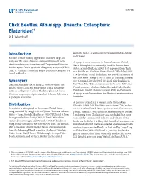 Click Beetles, Alaus Spp. (Insecta: Coleoptera: Elateridae)1 R