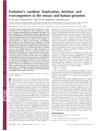 Duplication, Deletion, and Rearrangement in the Mouse and Human Genomes