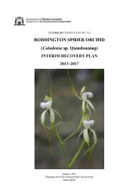 Caladenia Sp. Quindanning)