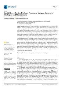 Canid Reproductive Biology: Norm and Unique Aspects in Strategies and Mechanisms
