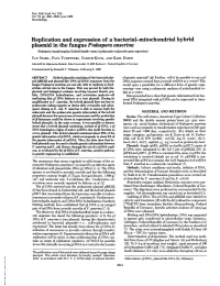Replication and Expression of a Bacterial-Mitochondrial Hybrid