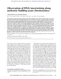 Observation of DNA Intertwining Along Authentic Budding Yeast Chromosomes