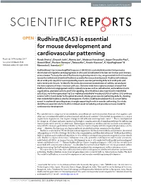 Rudhira/BCAS3 Is Essential for Mouse Development and Cardiovascular