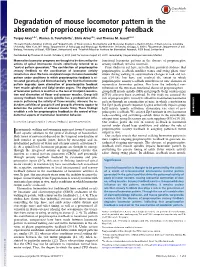 Degradation of Mouse Locomotor Pattern in the Absence of Proprioceptive Sensory Feedback