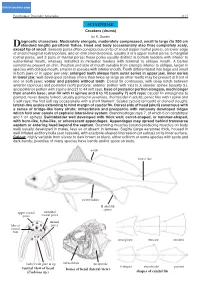 Sciaenidae 3117