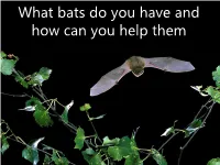 What Bats Do You Have and How Can You Help Them • About British Bats