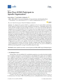 How Does SUMO Participate in Spindle Organization?