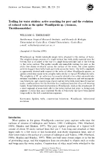 Active Searching for Prey and the Evolution of Reduced Webs in the Spider Wendilgarda Sp