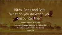 Birds, Bees and Bats What Do You Do When You Encounter Them Janet A