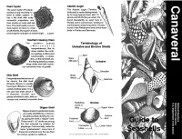 Terminology of Univalve and Bivalve Shells 2.1.3