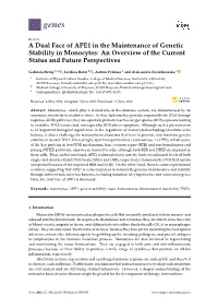 A Dual Face of APE1 in the Maintenance of Genetic Stability in Monocytes: an Overview of the Current Status and Future Perspectives