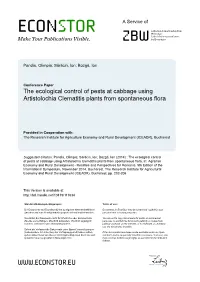 The Ecological Control of Pests at Cabbage Using Artistolochia Clematitis Plants from Spontaneous Flora