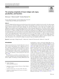 The Amazing Complexity of Insect Midgut Cells: Types, Peculiarities, and Functions