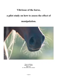 Vibrissae of the Horse, a Pilot Study on How to Assess the Effect Of