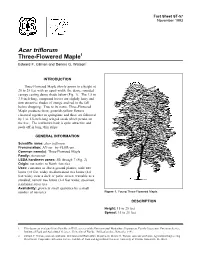 Acer Triflorum Three-Flowered Maple1 Edward F