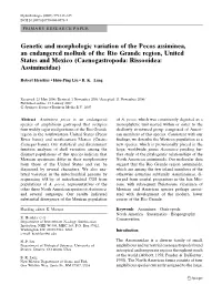 Genetic and Morphologic Variation of the Pecos Assiminea, An