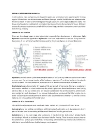 LARVAL FORMS in ECHINODERMATA in Echinoderms