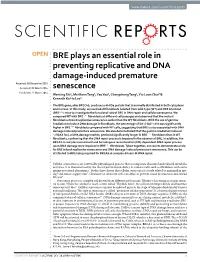 BRE Plays an Essential Role in Preventing Replicative and DNA