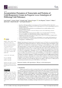 Accumulation Dynamics of Transcripts and Proteins of Cold-Responsive Genes in Fragaria Vesca Genotypes of Differing Cold Tolerance