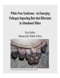 White-Nose Syndrome: an Emerging Pathogen Impacting Bats That Hibernate in Abandoned Mines