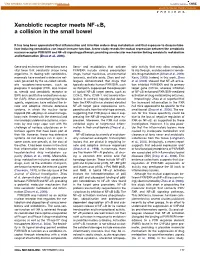 Xenobiotic Receptor Meets NF-Kb, a Collision in the Small Bowel