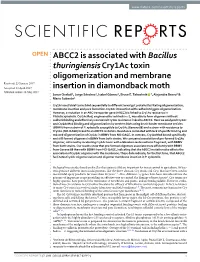 ABCC2 Is Associated with Bacillus Thuringiensis Cry1ac Toxin
