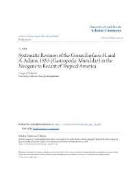 Systematic Revision of the Genus Eupleura H