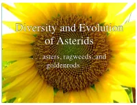 Diversity and Evolution of Asterids