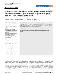 First Observations on Captive Hatching and Incubation Period of the Yellow-Nose Skate Dipturus Chilensis (Rajiformes: Rajidae), from the South-Eastern Pacific Ocean