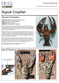 Signal Crayfish