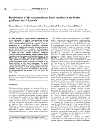 Identification of the Transmembrane Dimer Interface of the Bovine
