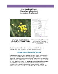 Bradshaw's Desert Parsley