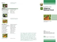 Chippewa National Forest