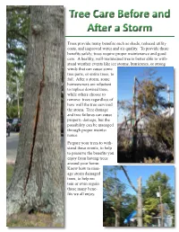 Tree Care Before and After a Storm